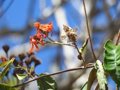 Pseudogynoxys haenkei