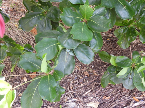 Terminalia arenicola observed 2026-04-06