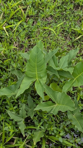 Green Arrow Arum (Peltandra virginica)