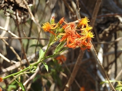 Pseudogynoxys haenkei