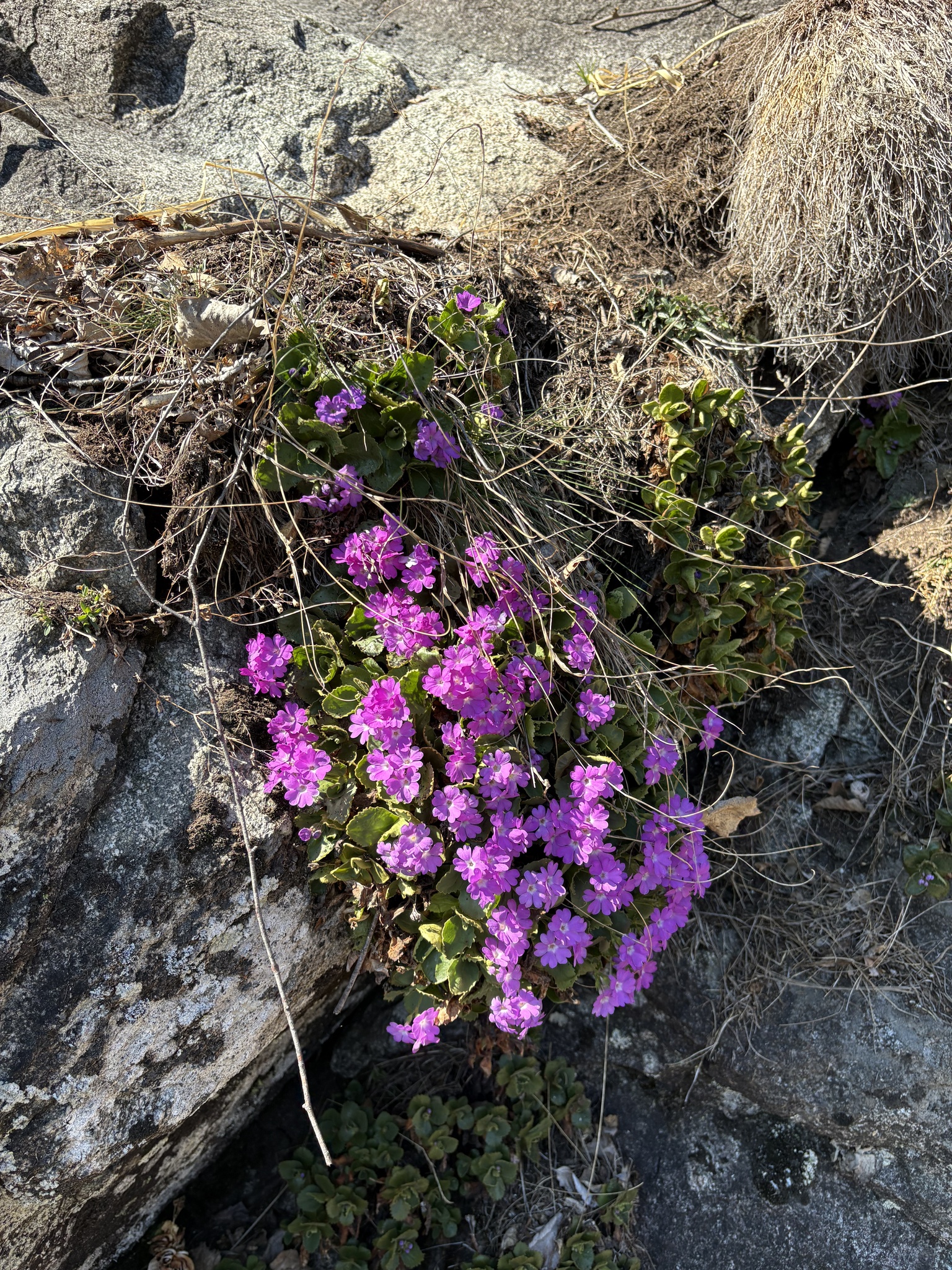 Stinking Primrose (Primula hirsuta)