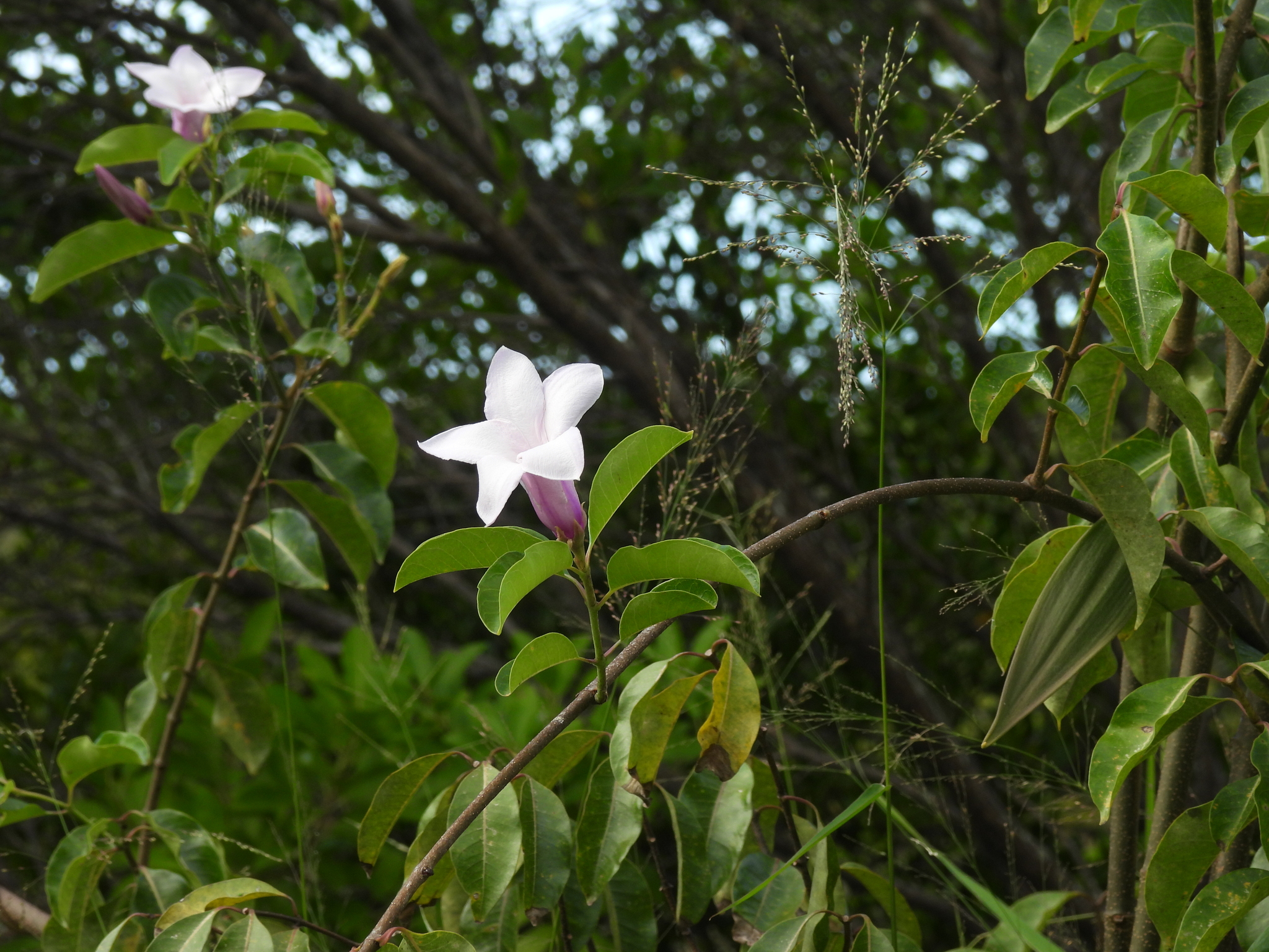 Palay Rubbervine (Cryptostegia grandiflora)