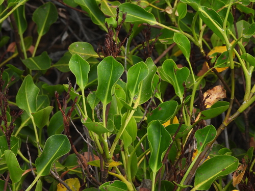 club mangrove (Aegialitis annulata)