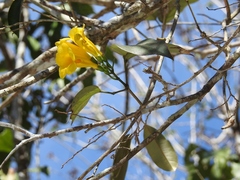 Anemopaegma chrysanthum