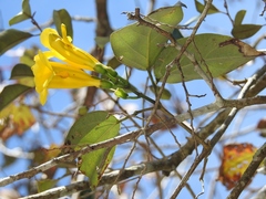 Anemopaegma chrysanthum