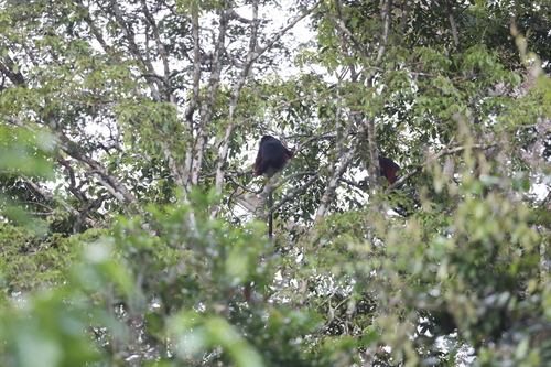Upper Guinea Bay Colobus