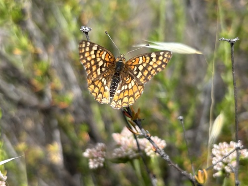 iNaturalist observation photo of Gabb's Checkerspot