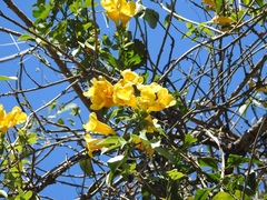 Anemopaegma chrysanthum