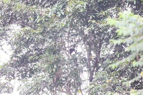 Diana Monkey