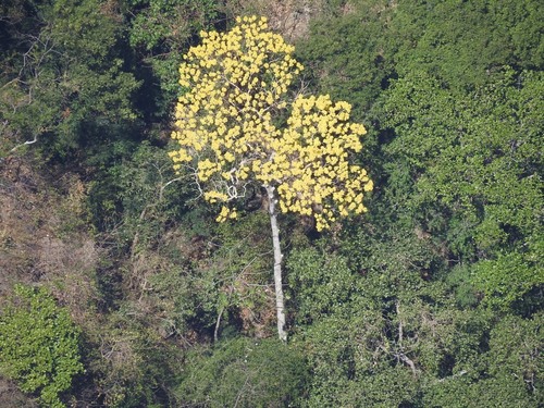 Handroanthus chrysanthus