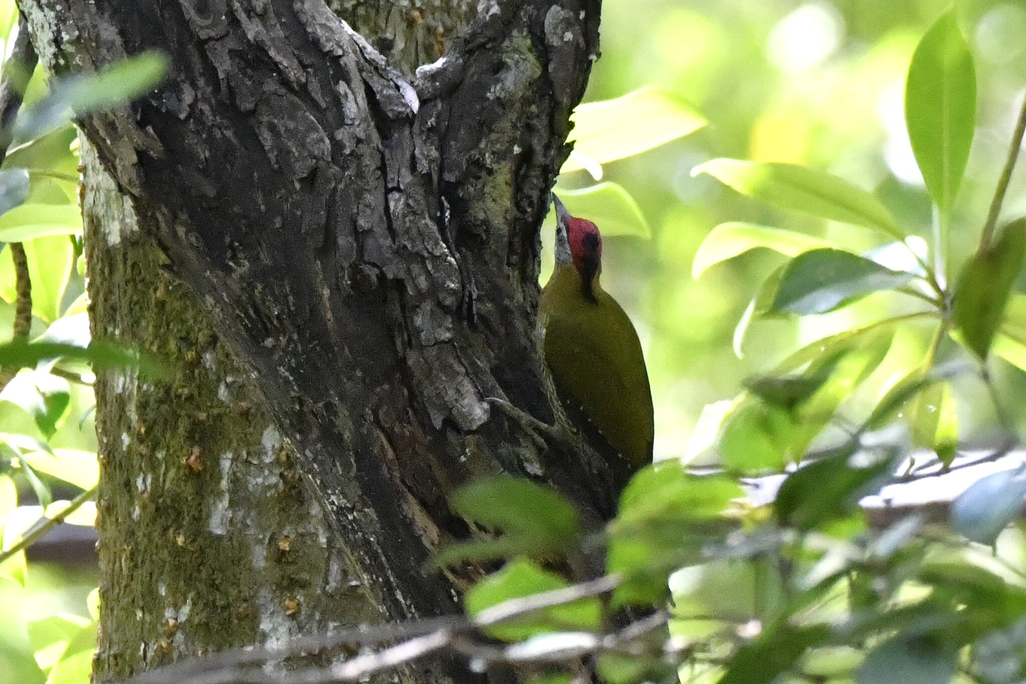 Streak-breasted Woodpecker (Picus viridanus), photo 10