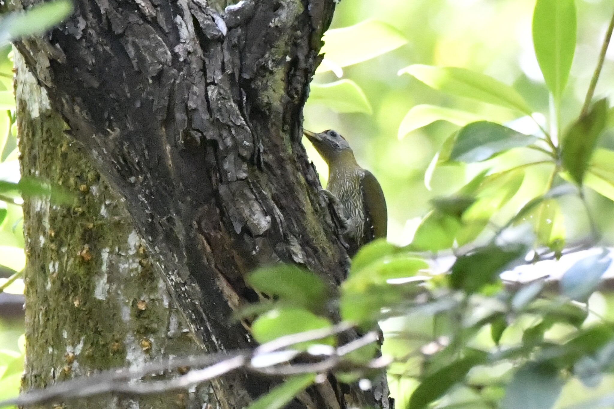 Streak-breasted Woodpecker (Picus viridanus), photo 9
