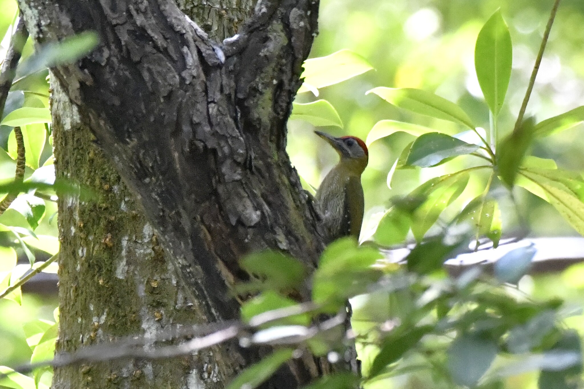 Streak-breasted Woodpecker (Picus viridanus), photo 8