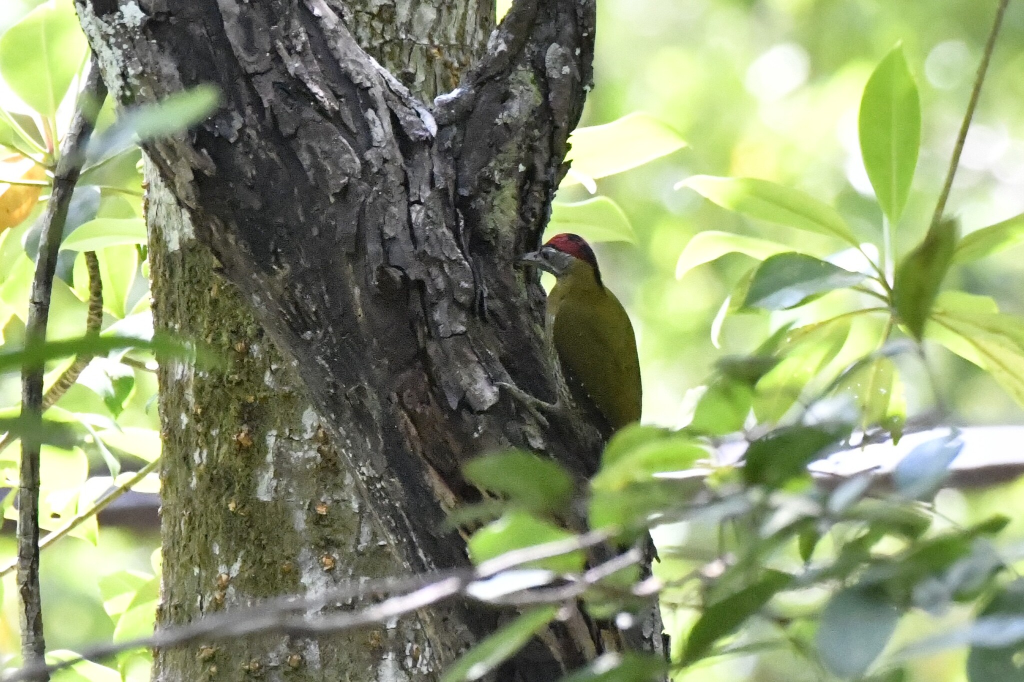 Streak-breasted Woodpecker (Picus viridanus), photo 7