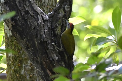 Streak-breasted Woodpecker (Picus viridanus)