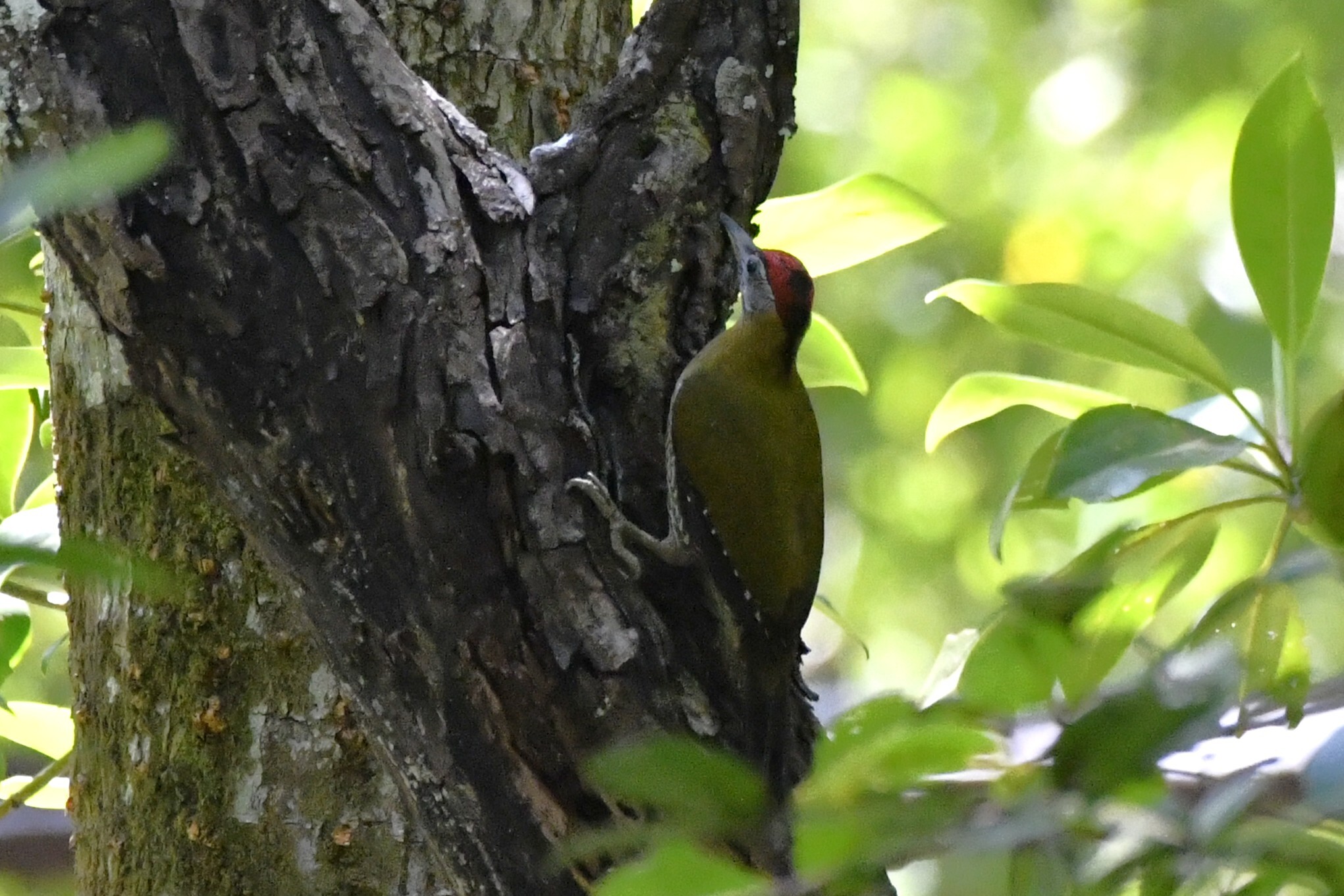 Streak-breasted Woodpecker (Picus viridanus), photo 1