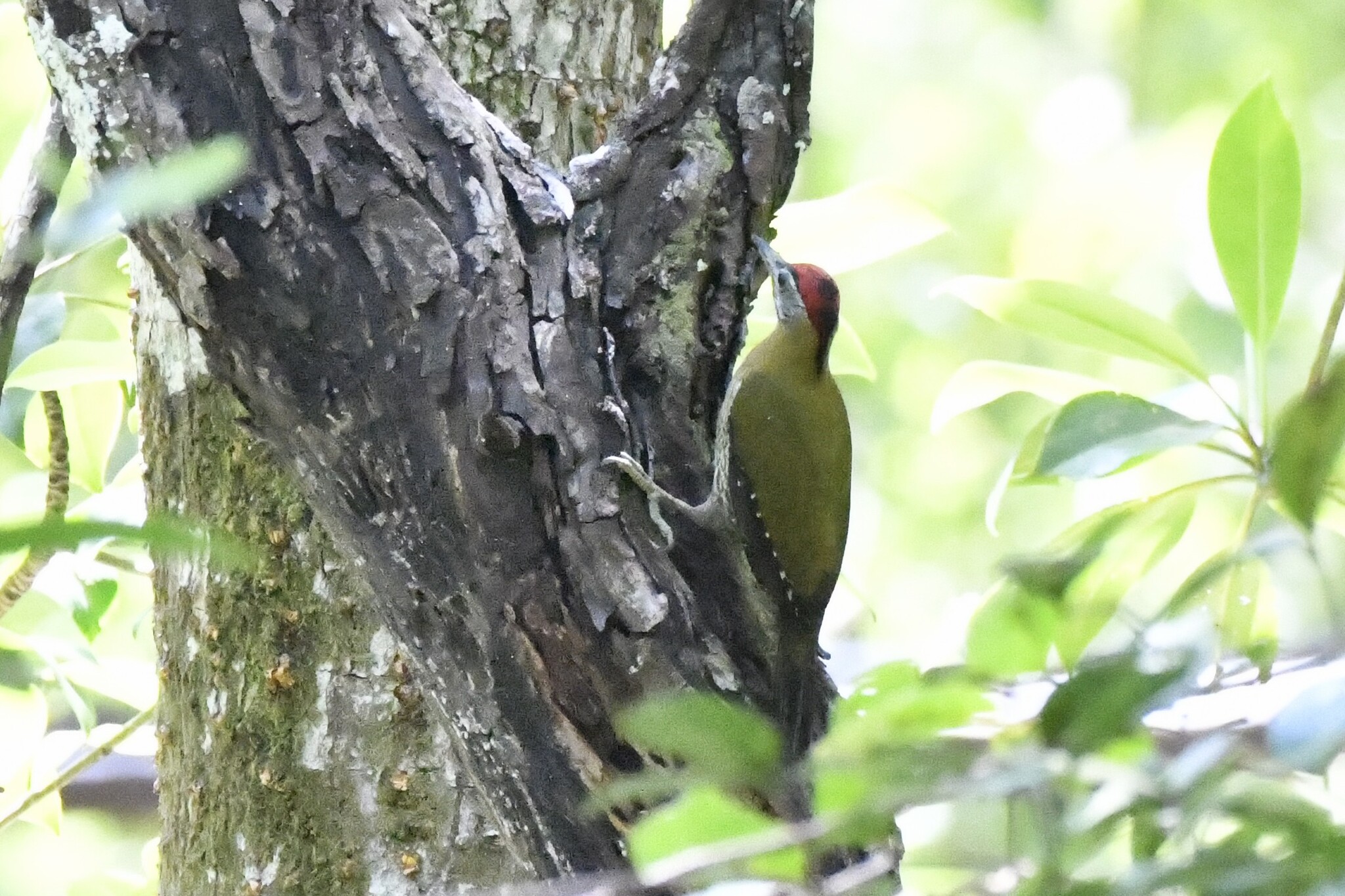 Streak-breasted Woodpecker (Picus viridanus), photo 2