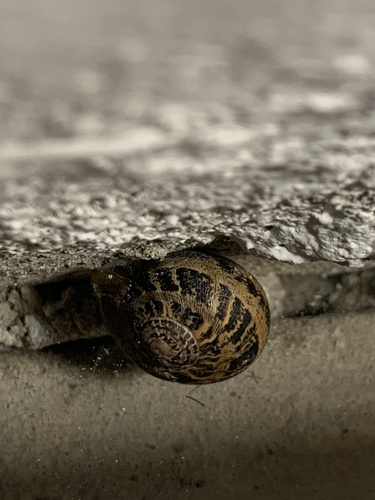 Cornu aspersum