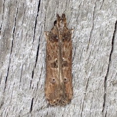 Prostomeus brunneus