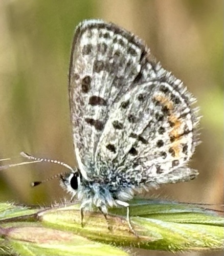 iNaturalist observation photo of Bernardino Blue