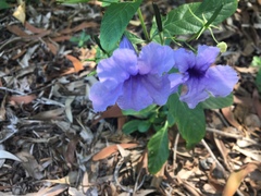 Ruellia tuberosa