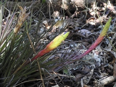 Tillandsia tricolor