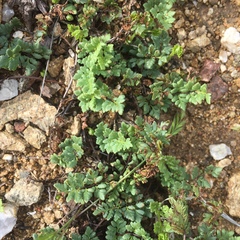 Myriopteris wrightii