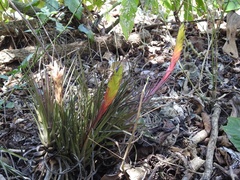 Tillandsia tricolor