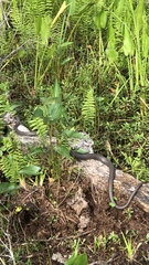 Coluber constrictor latrunculus