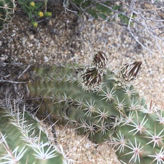 Echinocereus