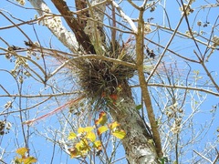 Tillandsia juncea