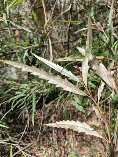 Fern-leaf spider flower (Grevillea longifolia)