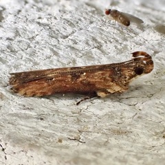 Prostomeus brunneus