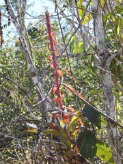 Tillandsia polystachia