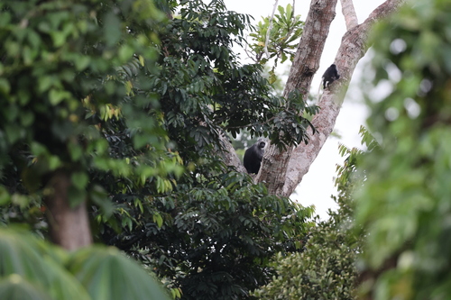 King Colobus