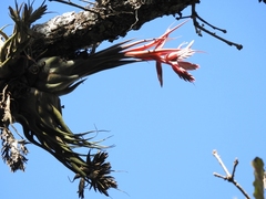 Tillandsia seleriana