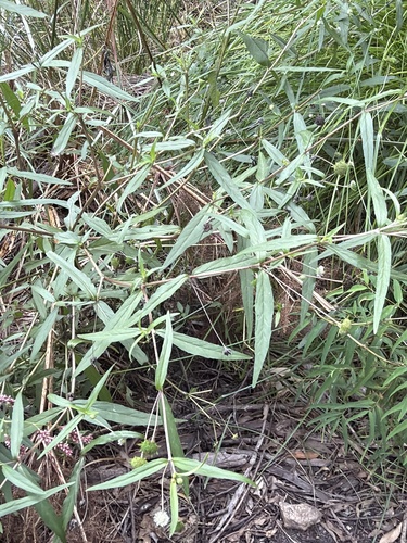 False Daisy (Eclipta prostrata)
