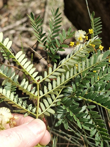 Sunshine Wattle (Acacia terminalis)