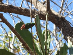 Opuntia dejecta
