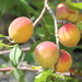 Siberian Apricot - Photo (c) Daba, some rights reserved (CC BY-NC), uploaded by Daba