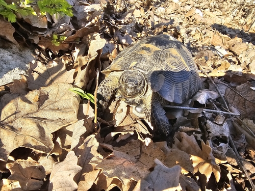 Greek Tortoise