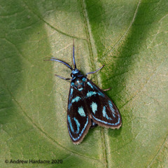 Clelea sapphirina