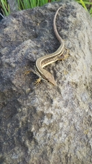 Takydromus tachydromoides
