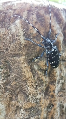 Anoplophora chinensis
