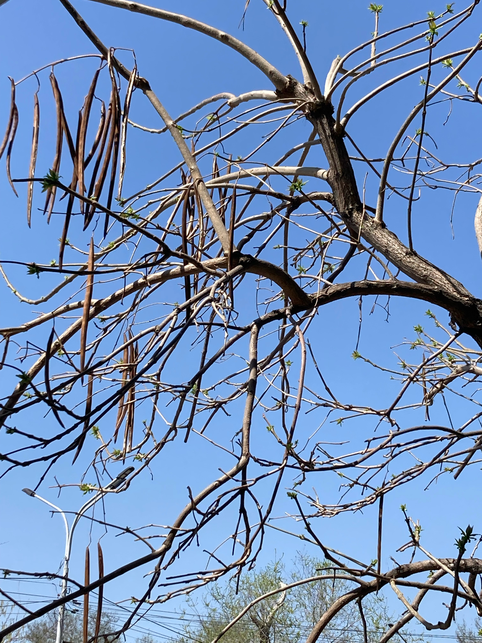 Imagem de catalpa