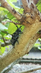 Anoplophora chinensis