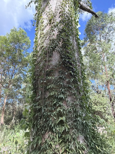 Catclaw vine (Dolichandra unguis)