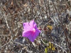 Ipomoea bernoulliana