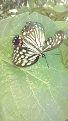 Hestina assimilis