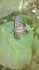 Hestina assimilis